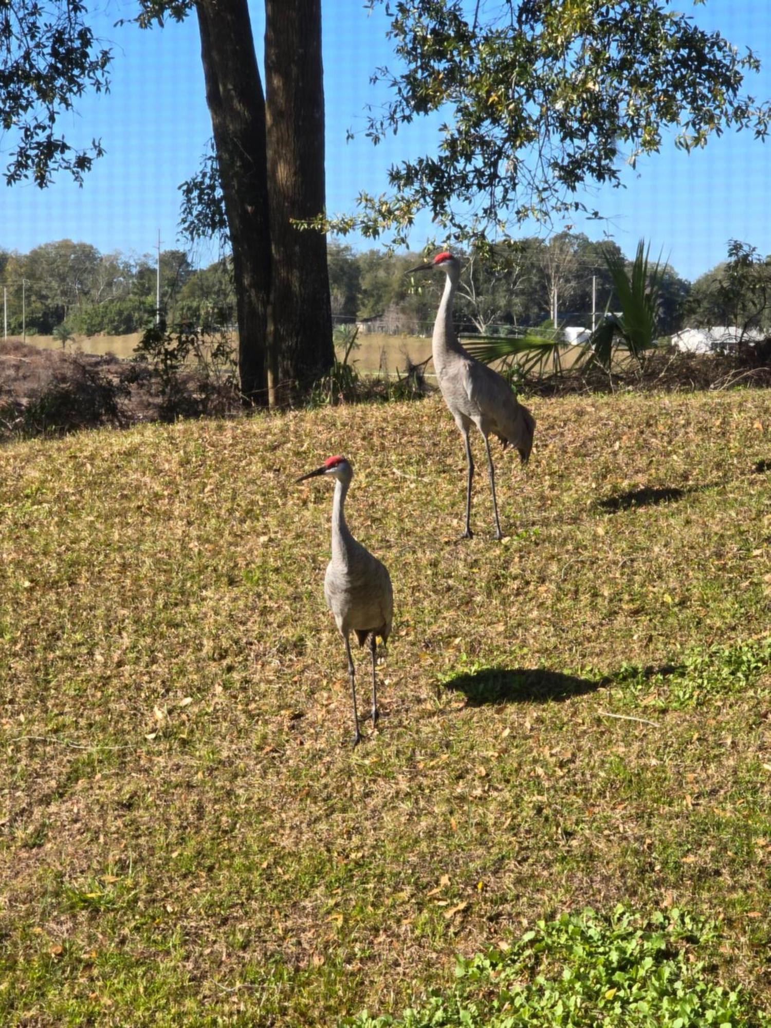 Home Away From Home Mount Dora Exteriör bild